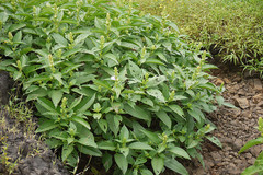 Calacanthus grandiflorus